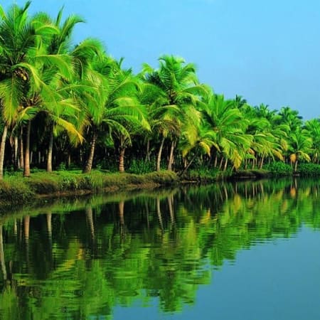 8-Hour Kochi and Alleppey Tour with Fort Kochi and Backwater Cruise