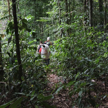 1-Day Gunung Leuser National Park Adventure with Jungle Survival