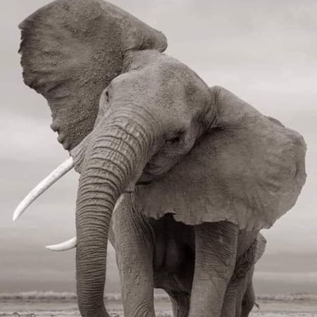15-Day Cape Town and Garden Route Tour with Botlierskop Safari