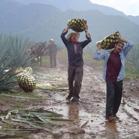 8-Hour Tequila Tour in Tequila with Agave Fields and Tastings