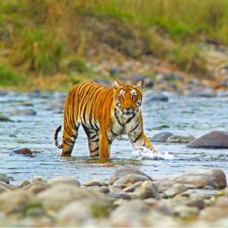 1-Day Jim Corbett National Park Safari from Delhi by Private Car
