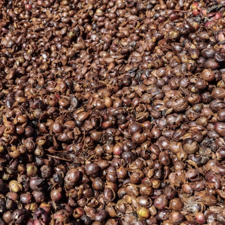 4-Day Quindío Coffee and Culture Tour with Cocora Valley Hike