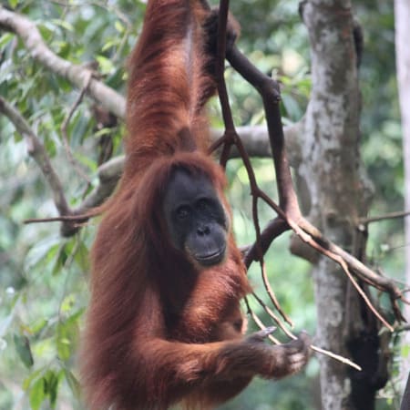 1-Day Bukit Lawang Orangutan Trek from Medan with Jungle Hiking