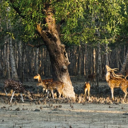 3-Day Sundarbans Wildlife Safari from Kolkata with Village Stay