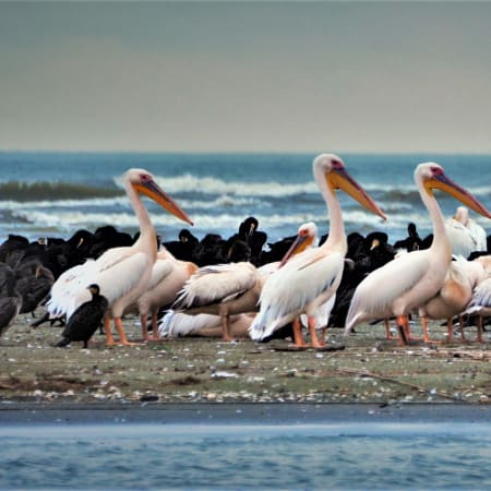 5-Day Danube Delta Tour from Bucharest with Sulina and Letea Forest