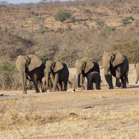 5-Day Kruger Safari and Blyde River Canyon Tour from Johannesburg