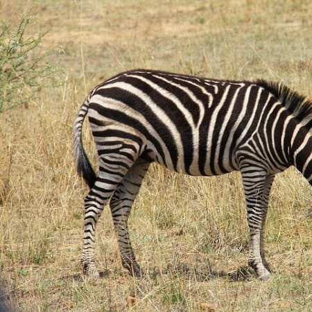 7-Day South Africa Adventure Tour with Kruger and St Lucia