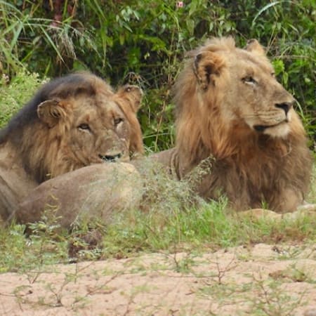 18-Day South Africa Safari with Panorama Route and eSwatini