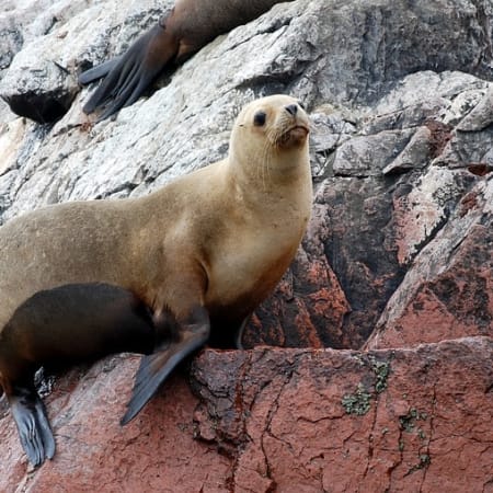 2-Day Nazca Lines and Ballestas Islands Tour from Lima