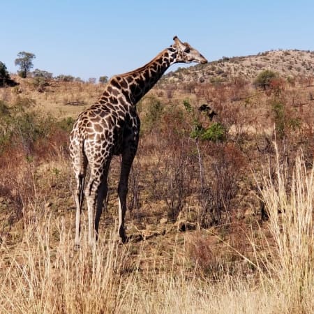 1-Day Pilanesberg Safari Tour from Johannesburg with Open Jeep Drive