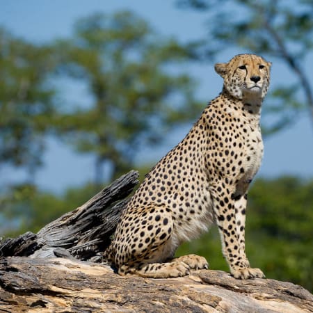 10-Hour Wildlife Tour of Port Elizabeth with Kragga Kamma and Addo