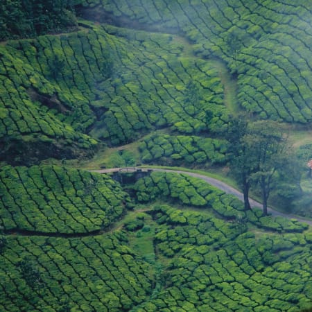 5-Day Romantic Kerala Tour from Cochin with Munnar and Kumarakom