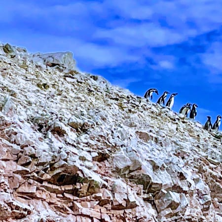 Tour de 2 Horas a Islas Ballestas desde Paracas con fauna marina