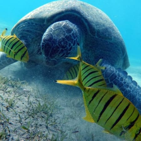 5-Hour Snorkelling Boat Trip in Marsa Alam with Turtles and Dugong
