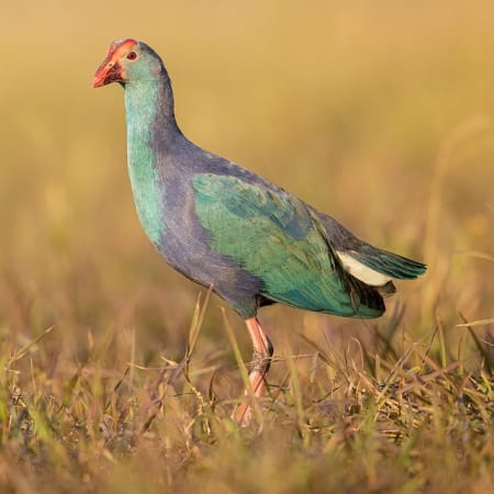 8-Hour Birdwatching Tour of Bharatpur and Fatehpur Sikri from Agra