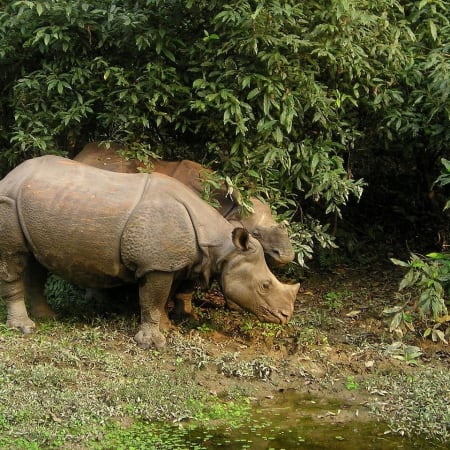 12-Day Nepal Cultural and Nature Tour with Everest Flight and Chitwan