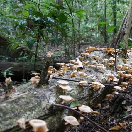 1-Day Tangkoko Wildlife Tour in North Sulawesi with Reserve Safari