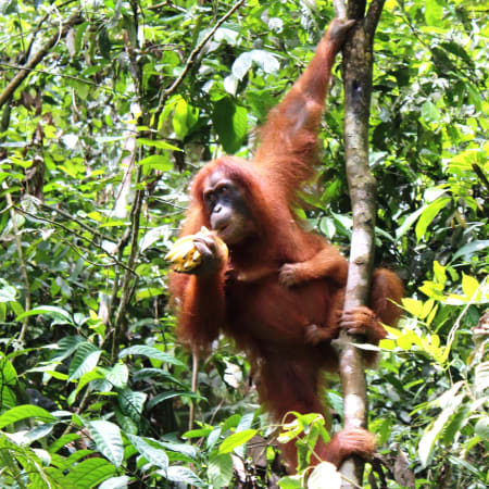3-Day Tangkahan and Bukitlawang Adventure with Jungle Trekking
