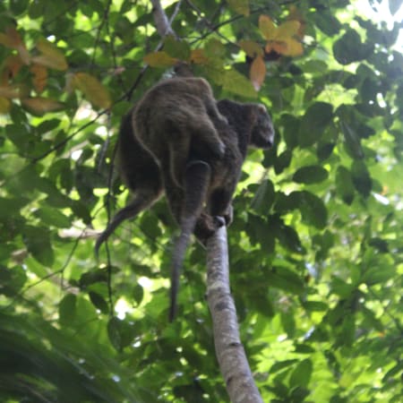 2-Day Tangkoko Wildlife Tour from Manado with Endemic Species