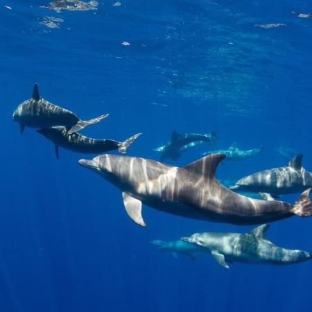 2-Hour Dolphin Swimming Experience in Azores from Ponta Delgada