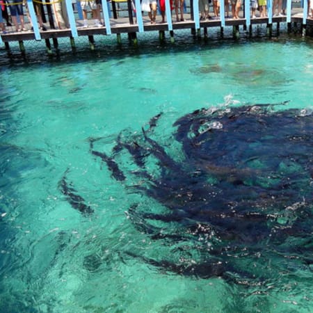 8-Hour Rosario Islands and Playa Blanca Tour with Aquarium Visit
