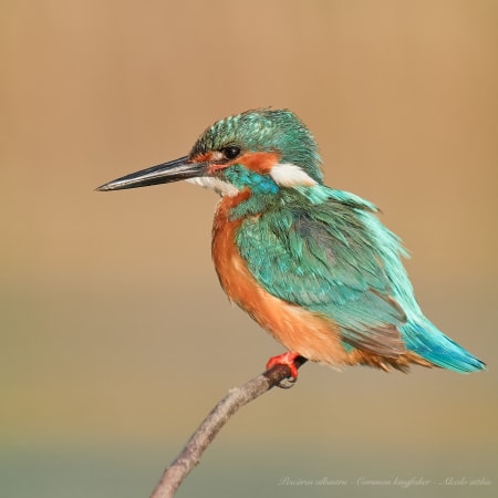 6-Hour Birdwatching Tour Near Constanța with Black Sea Coastal Habitats