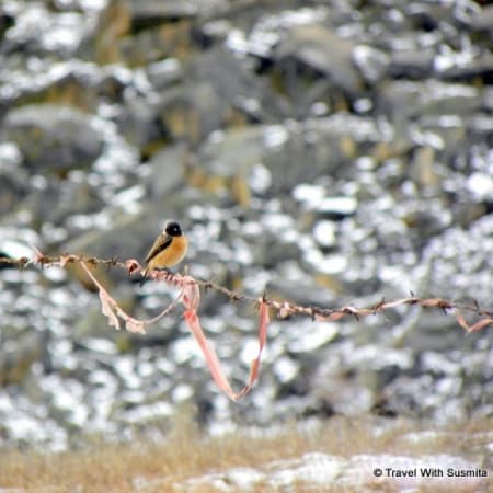 7-Day Sikkim Birding Tour with Monasteries and High-Altitude Lakes