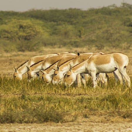7-Day Gujarat Safari and Sightseeing Tour with Gir Forest and Diu