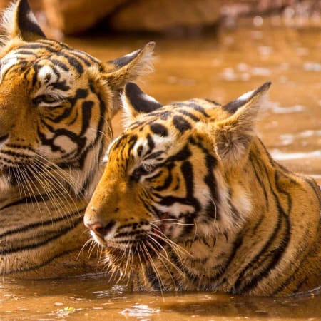 3-Day Jim Corbett Safari Tour with Tribal Village Experience