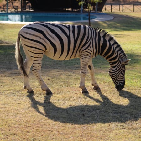 6-Hour Dinokeng Big 5 Safari from Johannesburg with Private Transfers