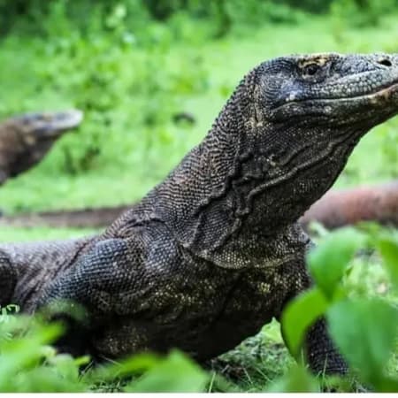 Full-Day Komodo Speedboat Tour with Dragons and Pink Beach
