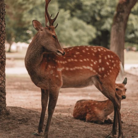 9-Hour Private Nara Tour from Osaka with Deer Park and Tōdai-ji