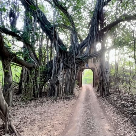 2-Day Taj Mahal and Ranthambore Safari from Delhi with Agra Fort