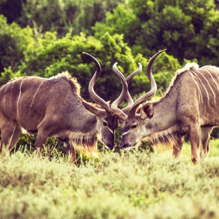 4-Day Pilanesberg Safari from Johannesburg with Sun City Visit