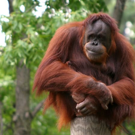 7-Day North Sumatra Adventure Tour with Jungle Camping and Lake Toba