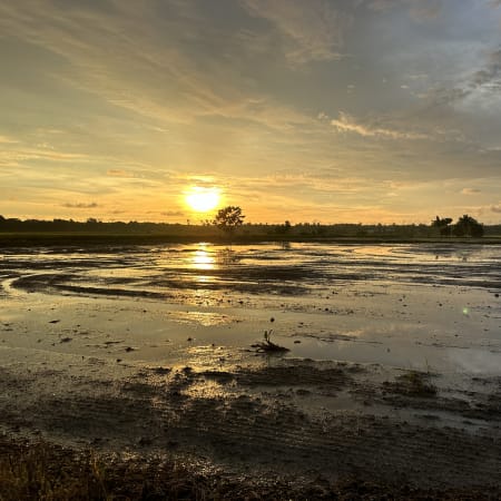 90-Minute Balik Pulau Buggy Ride through Paddy Fields to Malindo Beach