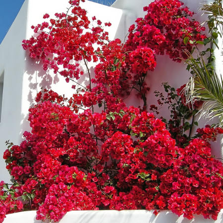 4-Hour Mykonos Highlights Tour with Ano Mera and Lighthouse