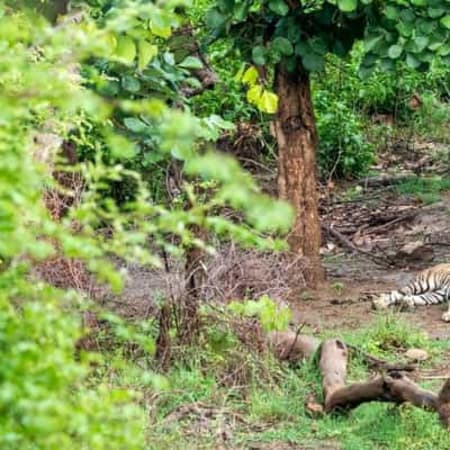 2-Day Jim Corbett Wildlife Safari from Delhi with Morning and Evening Safaris