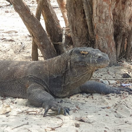 3-Day Komodo Island Sailing Tour from Labuan Bajo with Snorkelling