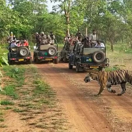 2-Day Panna Tiger Reserve Safari with Tribal Culture Experience