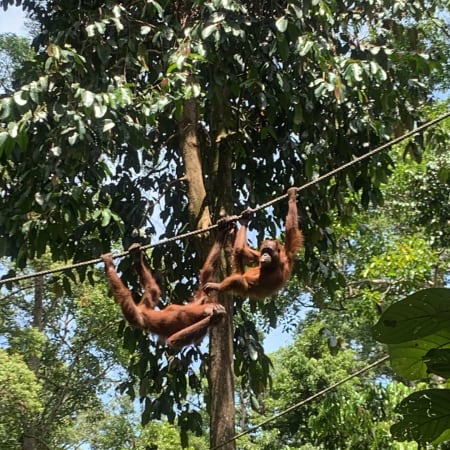 1-Day Wildlife Tour from Sandakan with Sepilok and Canopy Walk
