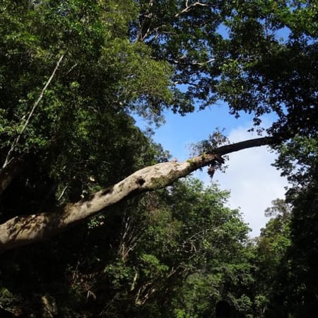 12-Hour Taman Negara National Park Tour with Canopy Walk and Rapids