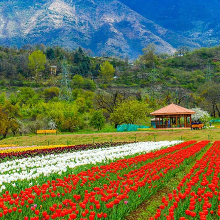 5-Day Kashmir Sightseeing Tour with Dal Lake and Gulmarg Gondola