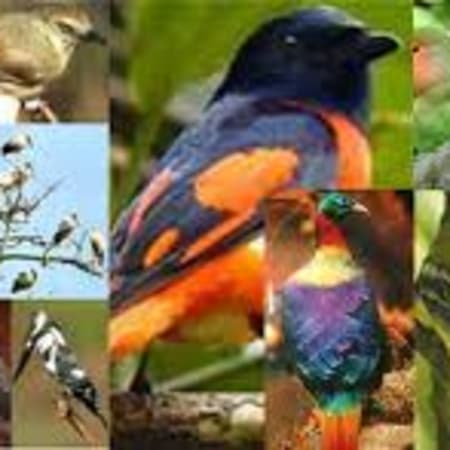 15-Day Birdwatching Tour in Nepal with Koshi Tappu and Annapurna