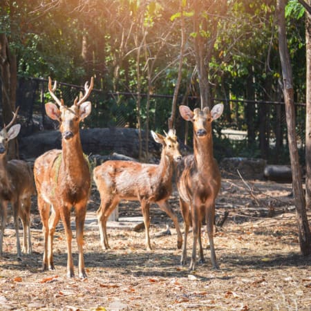 1-Day Sariska Tiger Reserve Safari from Delhi with Lunch