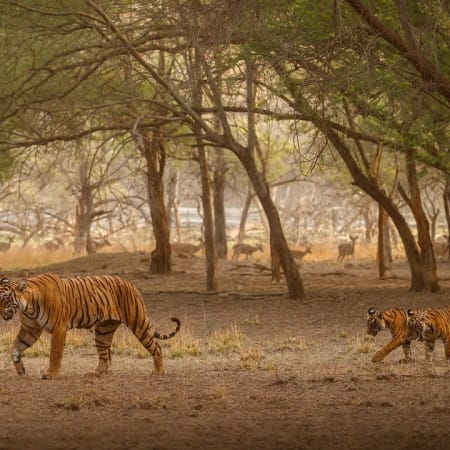 3-Day Sundarbans Wildlife Safari from Kolkata with Village Stay