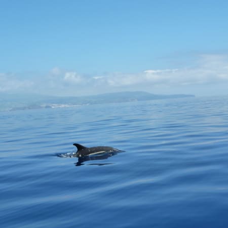 3-Hour Marine Safari in Ponta Delgada with Whale Watching