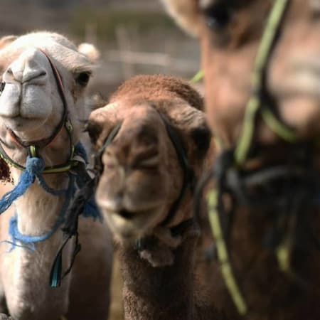 7-Hour Atlas Mountains Day Trip from Marrakech with Camel Ride