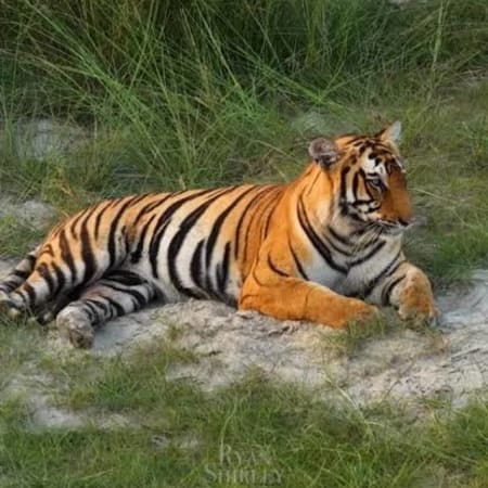 2-Day Bardia Wilderness Experience with Overnight Treehouse Stay