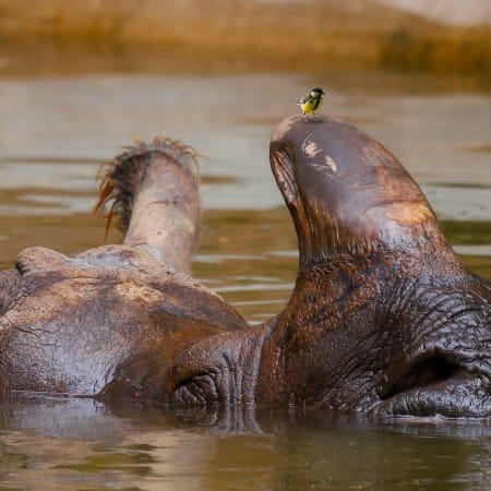 13-Day North-East India Wildlife Safari with Eagle Nest Birding